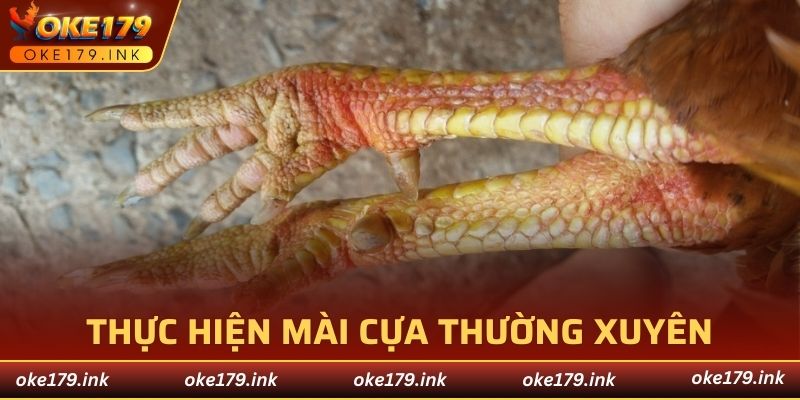Các cách mài cựa gà đơn giản