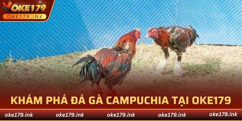 Khám phá đá gà Campuchia tại OKE179