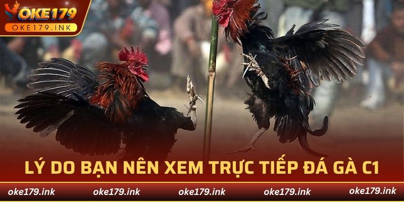 2 thứ khiến bạn nên xem trực tiếp đá gà C1