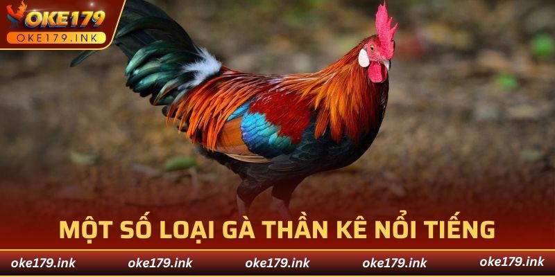Một số loại gà thần kê nổi tiếng