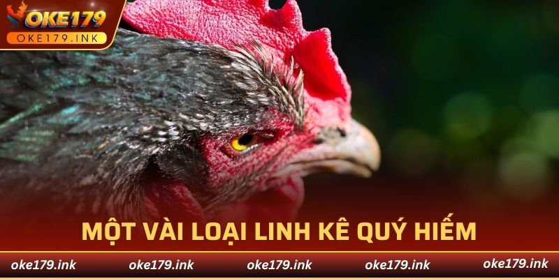 Một vài loại linh kê quý hiếm