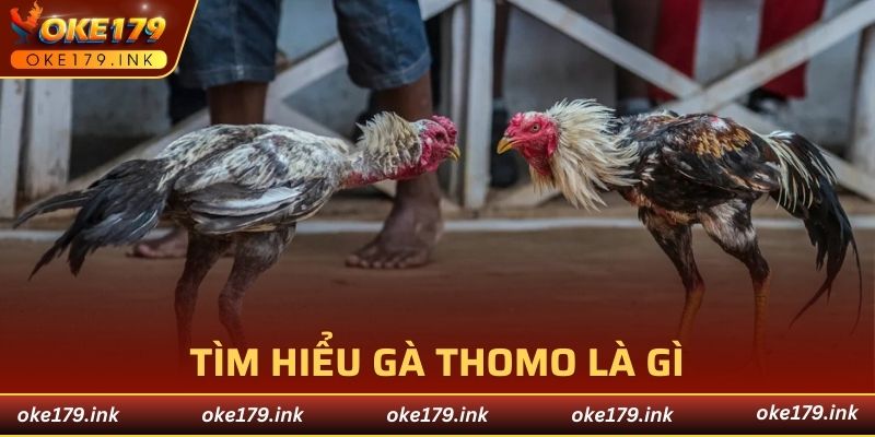 Tìm hiểu gà Thomo là gì